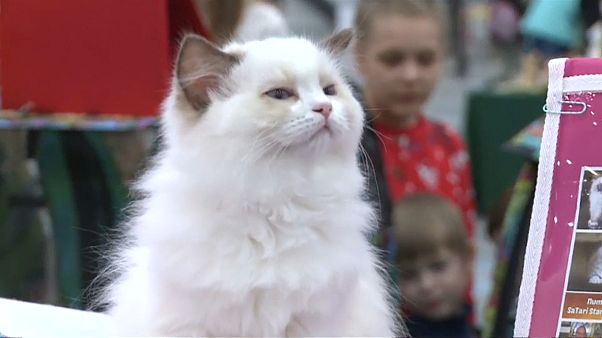 Танцы с собаками Танцы с собаками
