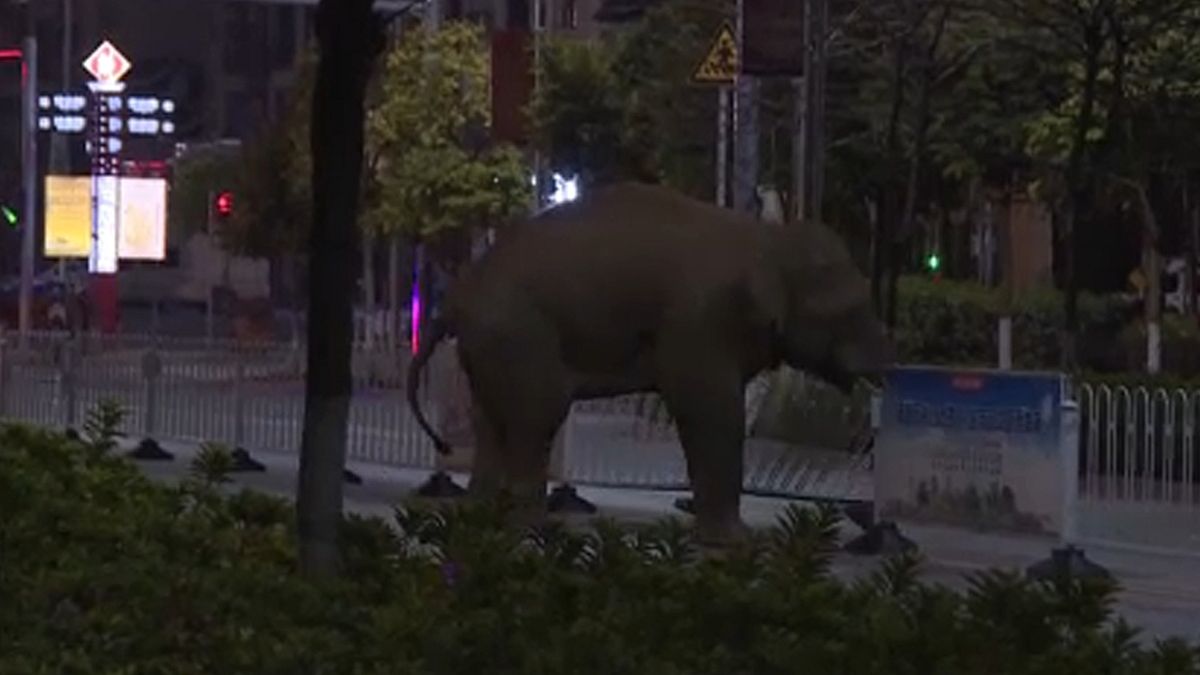 Kína: elefánt kóborolt az utcákon