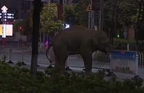 Kína: elefánt kóborolt az utcákon