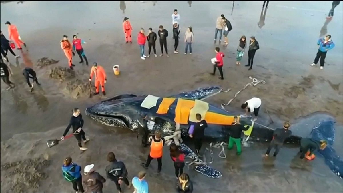 أثناء إنقاذ حوت على أحد شواطئ الأرجنتين