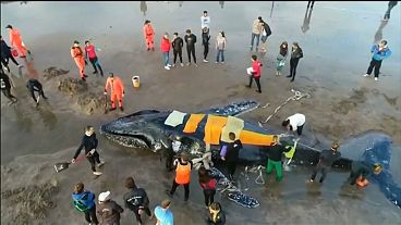 أثناء إنقاذ حوت على أحد شواطئ الأرجنتين