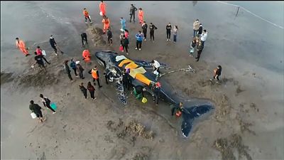 Rettungsaktion für gestrandeten Buckelwal