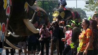 Elephants celebrate Songkram festival in Ayutthaya