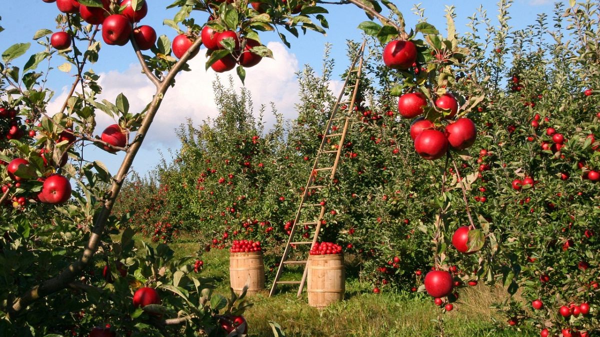 Niente mele UE per le sanzioni? No problem, la Russia importa alberi di mele