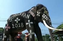 Elefánt fesztivál