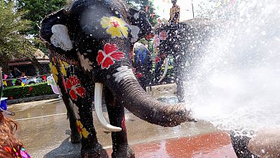 برگزاری جشن آب تایلند با فیل‌های آب‌ پاش