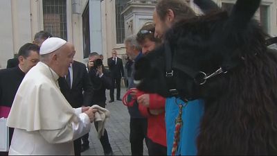 Папа и ламы на площади св. Петра