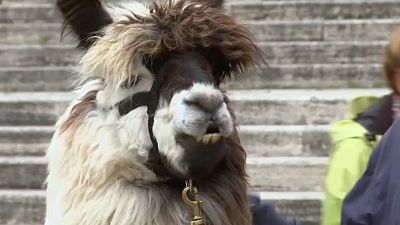 Pope Francis blesses llamas at Vatican City
