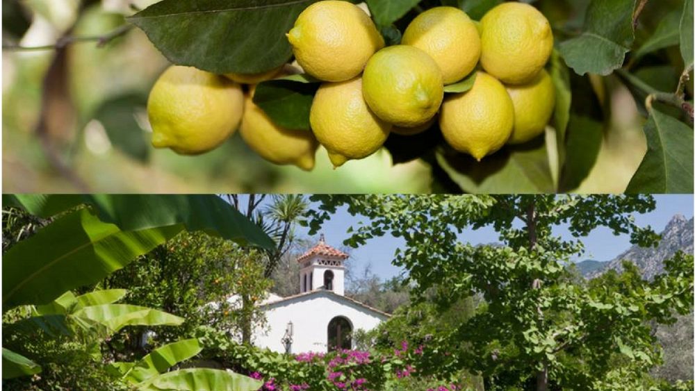 The Citrus Elixir Of Menton Euronews