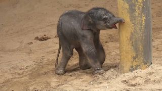 Drittes Elefantenbaby in belgischem Zoo