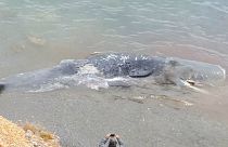 La ingesta de 29 kilos de plástico que mató al cachalote de Cabo de Palos llama a la acción