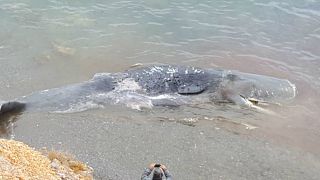В желудке выбросившегося на берег кита нашли 30 кг пластика