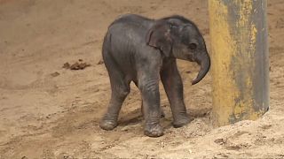 Nace un elefante en el zoo belga de Planckendael