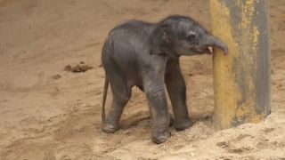 Zoo belga tem mais um elefante bebé