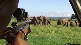 شاهد: أطواق ذكية لتتبع الفيلة في تانزانيا