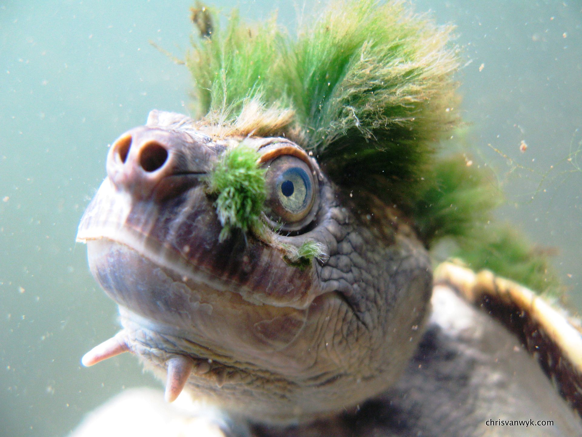 Genital-breathing ‘punk turtle’ joins endangered species list | Euronews