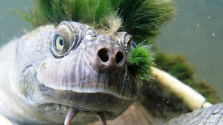 Genital-breathing ‘punk turtle’ joins endangered species list 