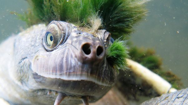 Questa tartaruga "punk" che respira dai genitali è a rischio sopravvivenza Questa tartaruga "punk" che respira dai genitali è a rischio sopravvivenza