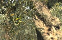 Madrid tenta conter foco de bactéria que mata oliveiras