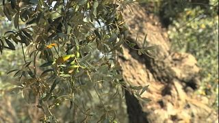 Madrid tenta conter foco de bactéria que mata oliveiras