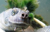 La tortuga 'punk' que respira por los genitales en peligro de extinción