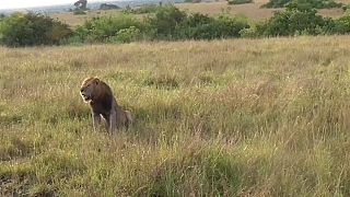 11 Löwen in Nationalpark vergiftet