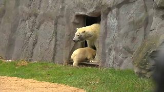 نزهة أولى لشبلة الدب القطبي نانوك برفقة أمها بحديقة غيلسنكيرشن الألمانية