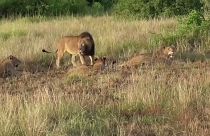 В национальном парке отравлены львы