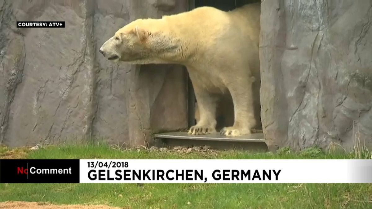 Yavru kutup ayısı annesiyle ilk gezintisini yaptı 