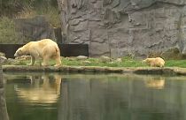 Bebé urso vê pela primeira vez a luz do dia