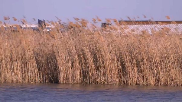 Hallan el cuerpo de una mujer en el lago Neusiedl, en Austria Hallan el cuerpo de una mujer en el lago Neusiedl, en Austria