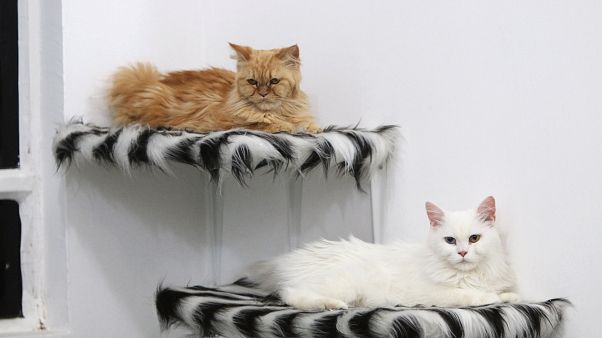 Romanya'da uluslararası kedi fuarı büyük ilgi gördü Romanya'da uluslararası kedi fuarı büyük ilgi gördü