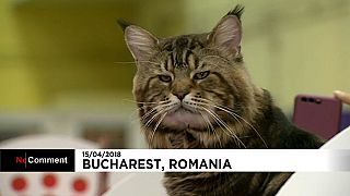 Os mais belos gatos do mundo juntaram-se na Roménia