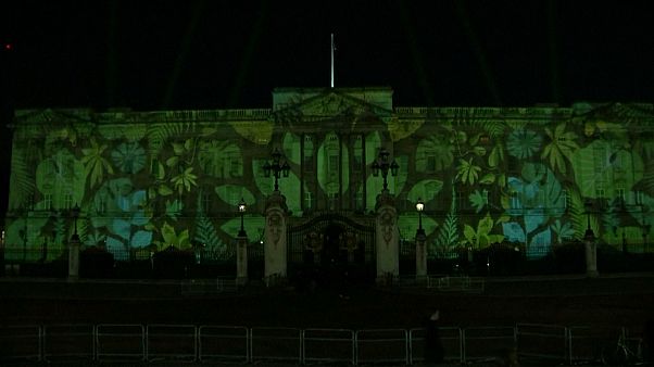 Rainforest lights up Buckingham Palace Rainforest lights up Buckingham Palace