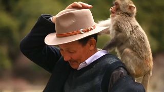 "The Monkeys' Father" in Tibet