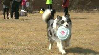 Frisbee-catching dogs take part in China contest