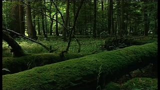EuGH: Abholzung in Polens Urwald rechtswidrig