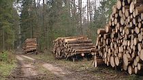 Польша рубила лес незаконно