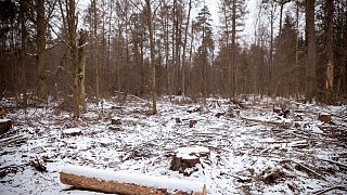 Polónia infringiu lei europeia na floresta de Bialowieza