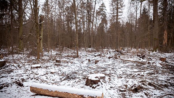 Polónia infringiu lei europeia na floresta de Bialowieza Polónia infringiu lei europeia na floresta de Bialowieza