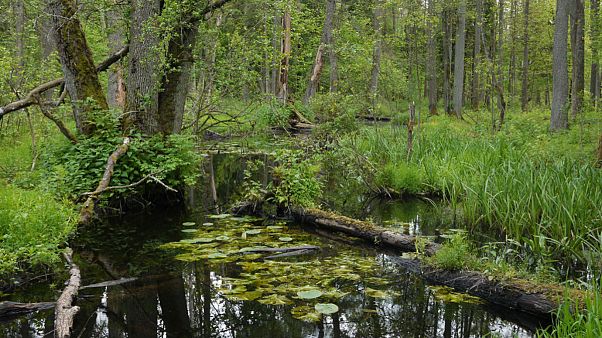 Białowieża National Park, Poland Białowieża National Park, Poland