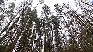 UE: stop agli abbattimenti nella foresta millenaria polacca