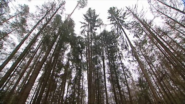 UE: stop agli abbattimenti nella foresta millenaria polacca UE: stop agli abbattimenti nella foresta millenaria polacca