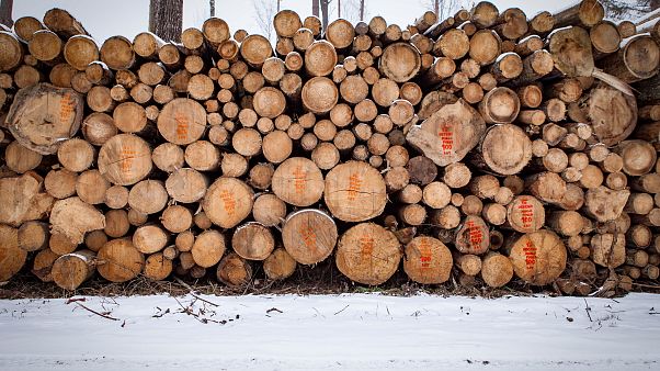 Biodiversité : la Pologne condamnée par la Cour européenne Biodiversité : la Pologne condamnée par la Cour européenne