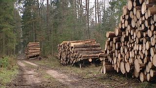 EU experts say large-scale logging destroys animal habitats