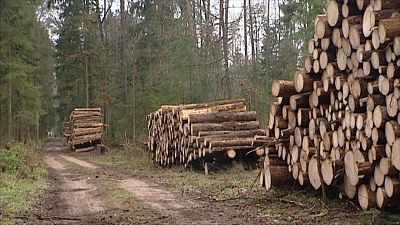 EU experts say large-scale logging destroys animal habitats