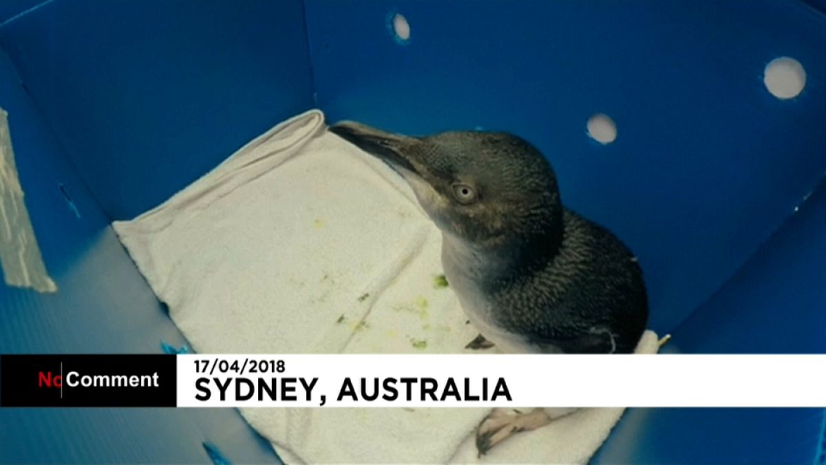 Australia: i piccoli pinguini che tornano a nuotare