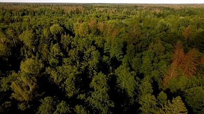 Polonia viola la normativa europea en el bosque de Puscha Bialowieska