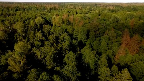 Polonia viola la normativa europea en el bosque de Puscha Bialowieska Polonia viola la normativa europea en el bosque de Puscha Bialowieska