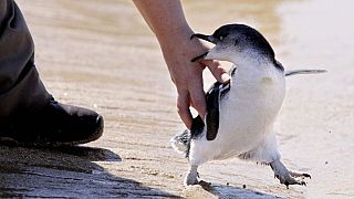 Αυστραλία: Πιγκουίνοι απελευθερώνονται και κερδίζουν τις εντυπώσεις